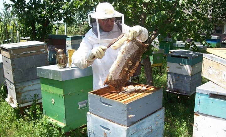 ucigaș hipergenetic albine de grăsime)