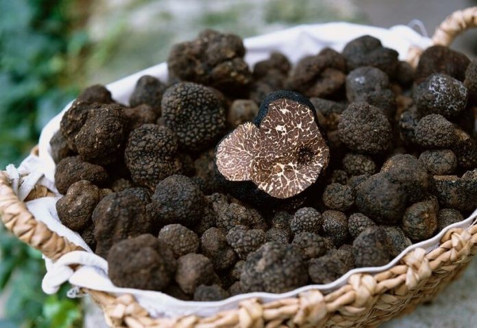 Trufele: Cele mai scumpe ciuperci din lume care pot fi găsite doar de câini și de porci
