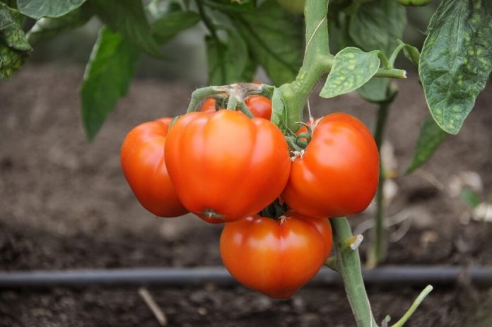 Programul tomata - criterii de eligibilitate