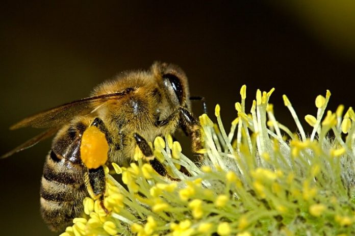 Viata albinelor - cate albine sunt intr-un stup