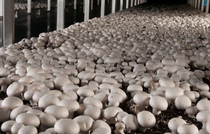 Cultivarea ciupercilor in gospodarie