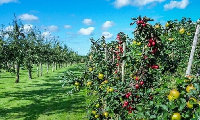 Udarea pomilor fructiferi dupa plantare