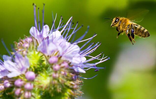 Informatii si curiozitati despre albine