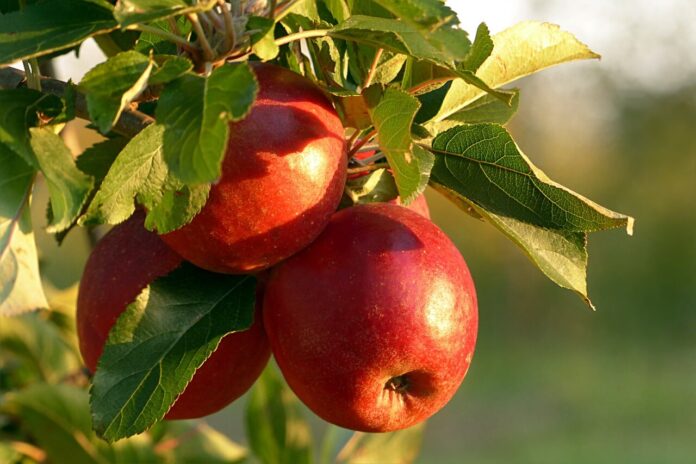 Cei mai periculosi daunatori pentru pomi fructiferi