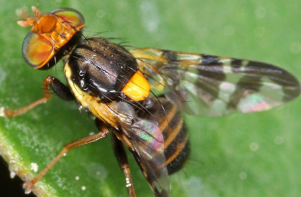 musca cireselor adult