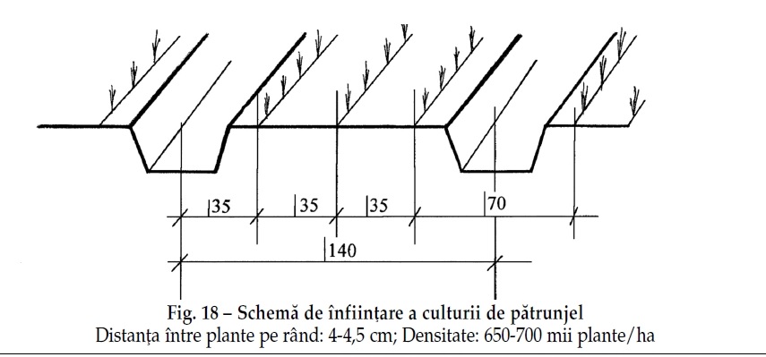 schema de plantare patrunjel pentru radacina
