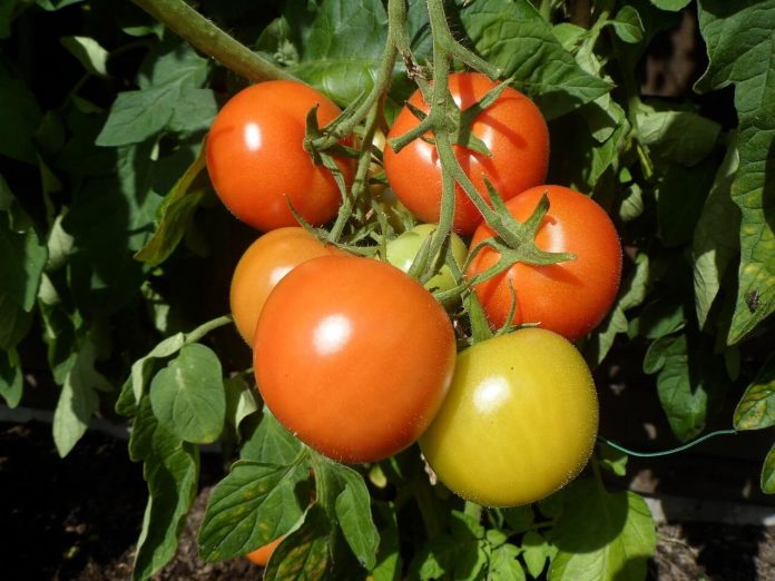 Cultura tomatelor in gradina casei