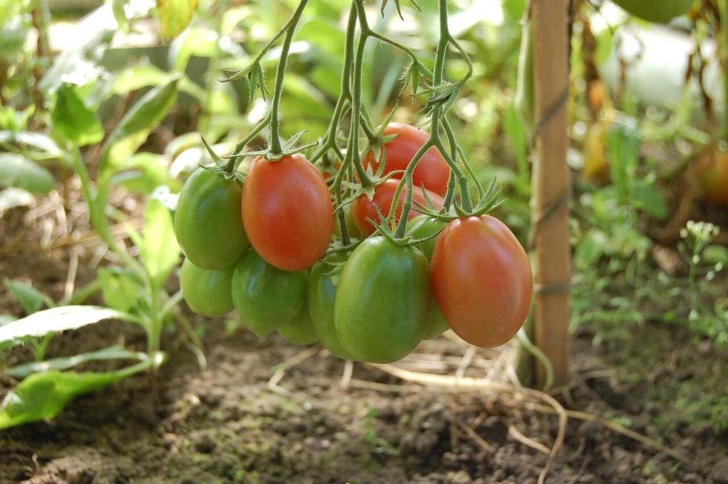 tomate udare