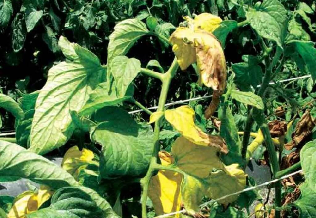 De ce se ingalbenesc frunzele la rosii - fuzarioza
